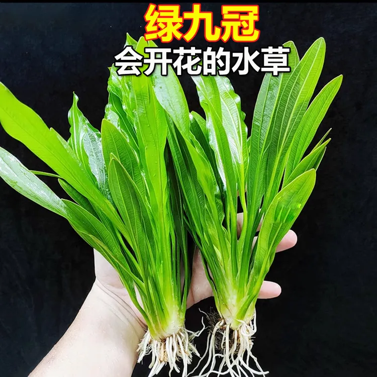 水草植物鱼缸造景大九冠水草阴性水培植物净化水质迷你九冠水草商品图
