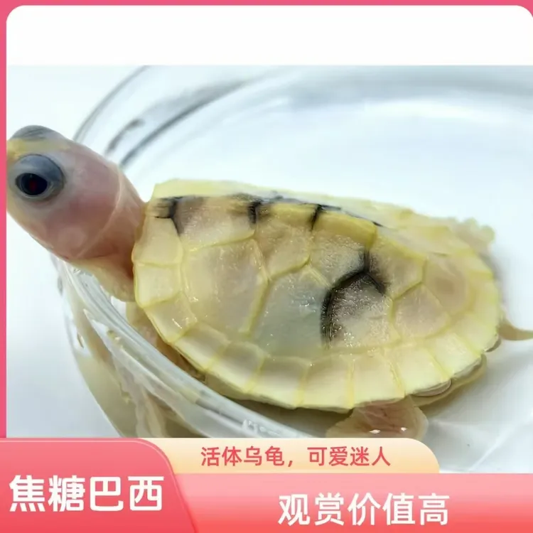 直播间精选链接、观赏变异彩龟、超级蜡笔、青花瓷，显彩