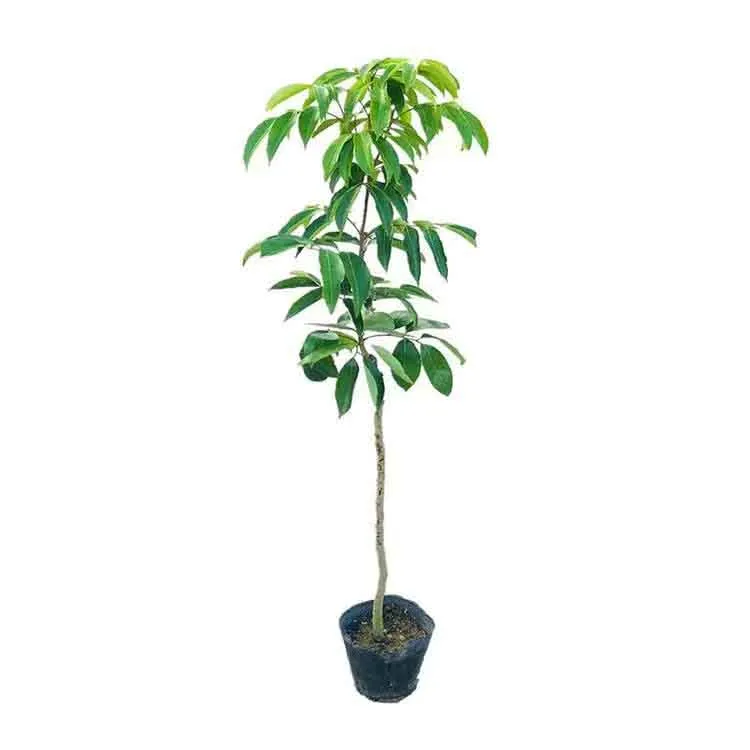 精品冰荔荔枝桂味无核妃子笑荔枝仙进奉荔枝南北种植盘栽室内种植
