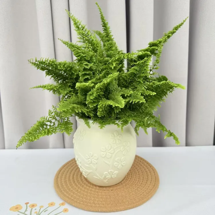 棉花糖蕨天然氧吧蕾丝蕨四季观叶植物好养耐活基地直销室内绿植