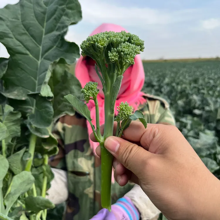 农泽情顺丰发货宁夏甜杆西兰苔单株克重约1.5两总个数20~30株