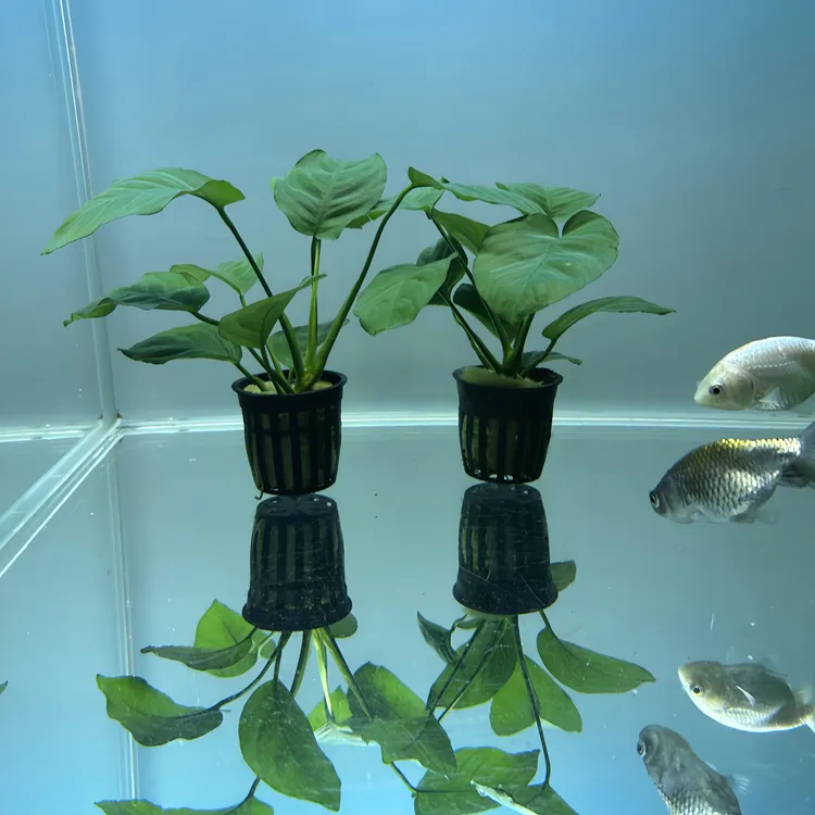 大叶巴榕活体水草用于鱼缸造景增氧美观易养活水培植物