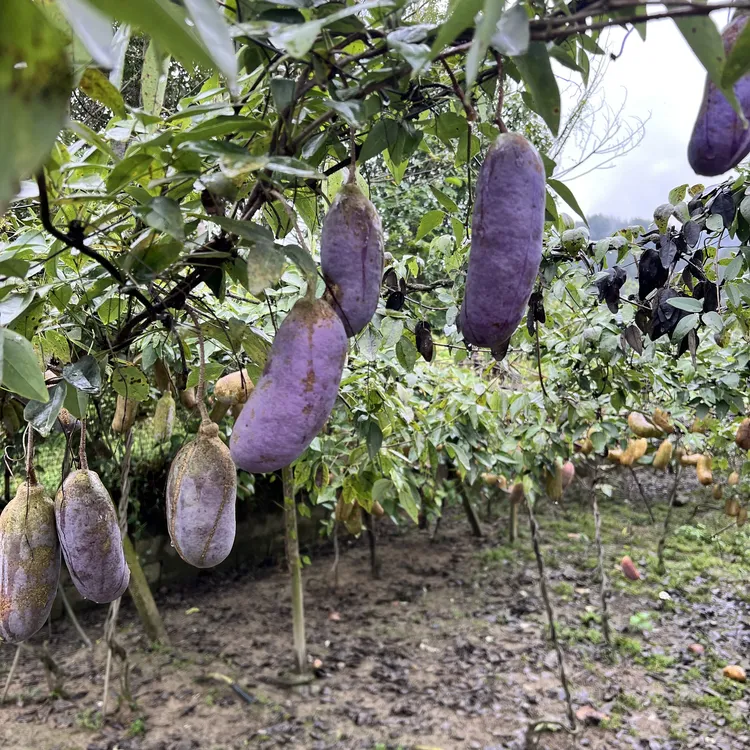 湖南新鲜八月瓜现摘稀有香甜软糯应季水果八月瓜顺丰包邮