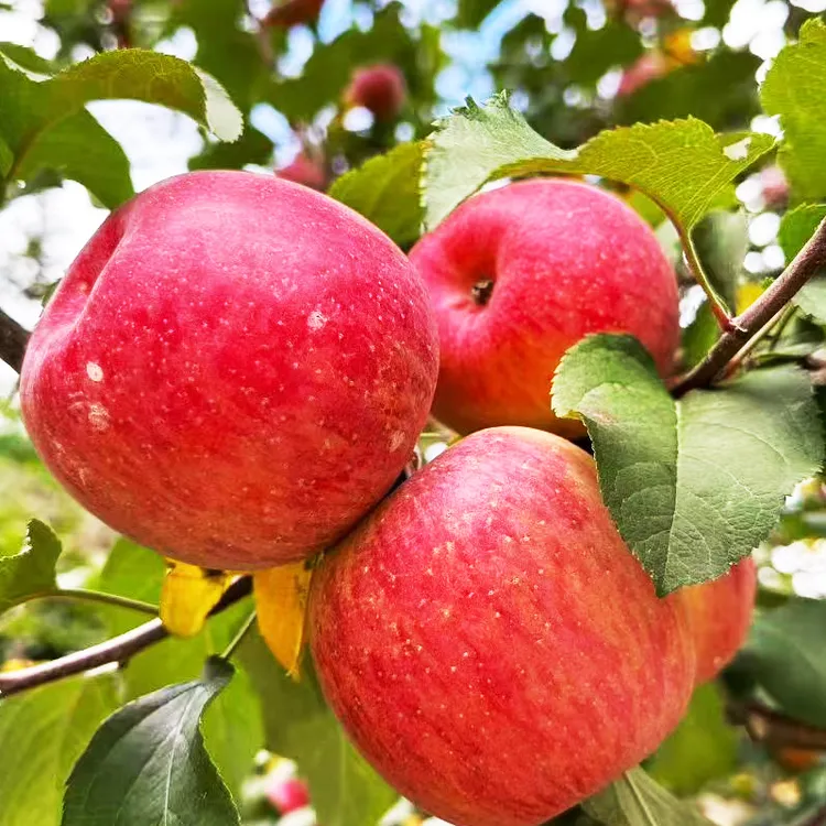 四川甘孜泸定康定黄草坪高原特产正宗糖心苹果精品果送礼佳品