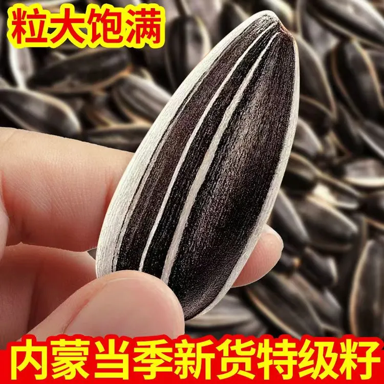 内蒙古产地直发363精品大颗粒长葵花籽零食