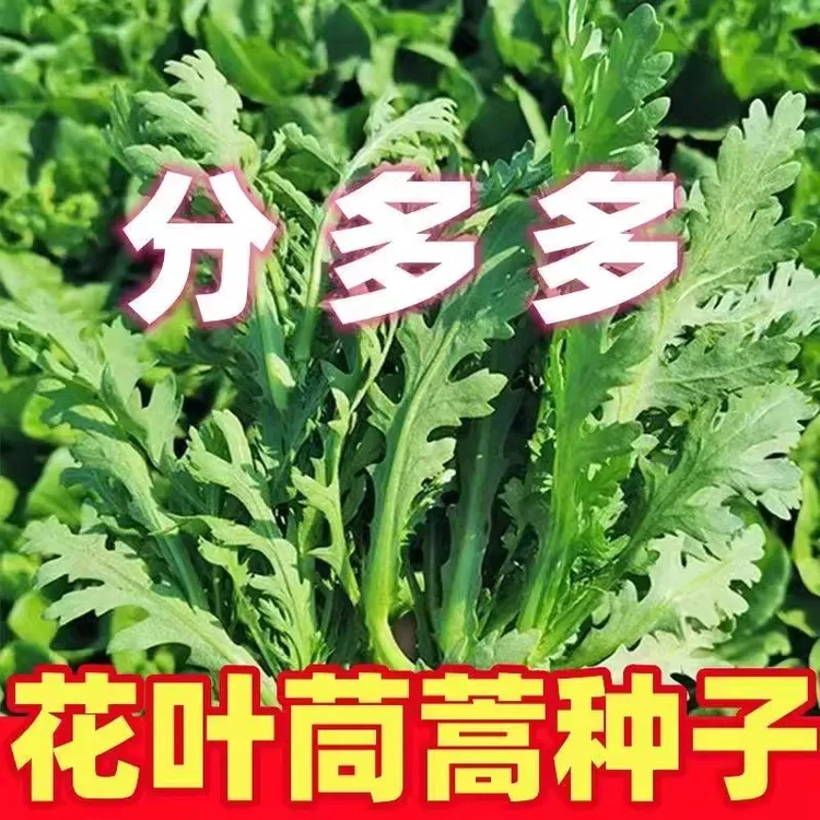 【花叶茼蒿种子】中叶茼蒿皇帝菜可多次采收四季农家蔬菜种子