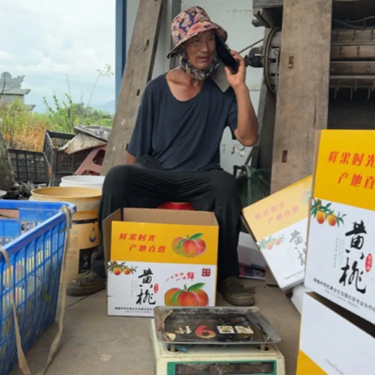 正宗辰溪高山黄桃露天现摘果园 直发脆甜好吃中果大果混发
