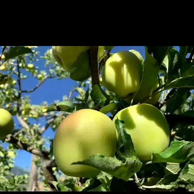 小金县青苹果酸甜爽口现摘现发适合各和年龄阶段人群食用水果