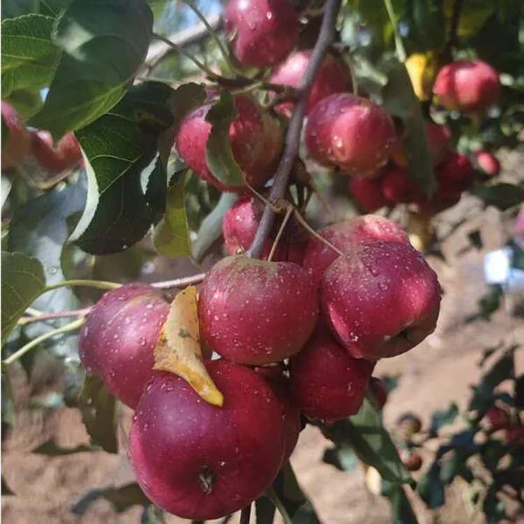 东北特产龙丰果应季水果大秋果高山种植现采现发