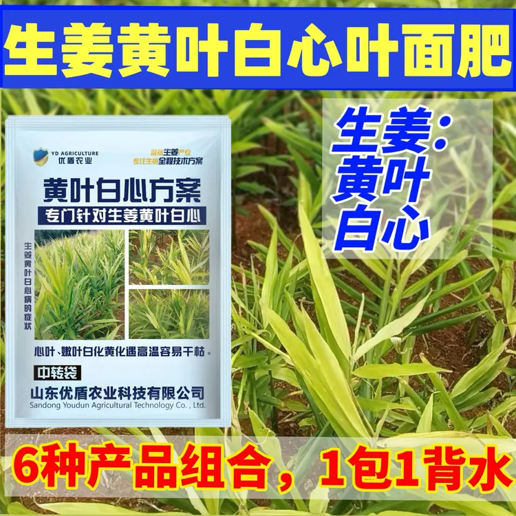 生姜白心黄叶生姜黄叶白心