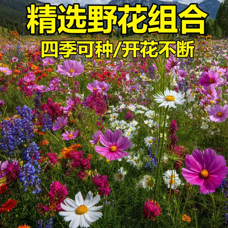 【当年新种子】混色野花组合花卉种子太阳花洋桔梗庭院四季播种开花商品图