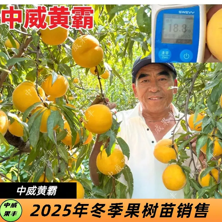 中威黄霸免套袋黄皮黄肉 六月初成熟 自花结实 挂树期长 