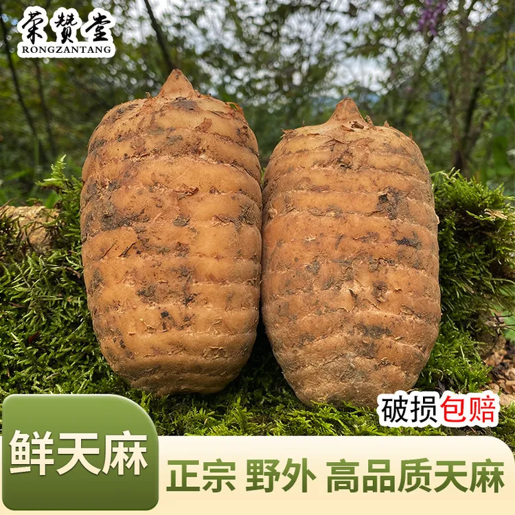 天然野外新鲜天麻冬麻深高山特大现挖天麻煲炖汤活天麻非云南天麻