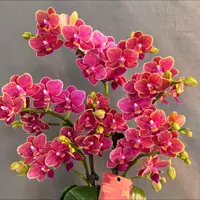 稀少2个花剑 【金边玲珑】蝴蝶兰 稀有花色