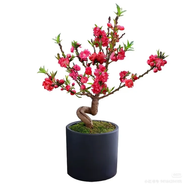 带花苞S弯寿星桃梅花苗老桩盆景耐寒花卉适合室内外种植绿植