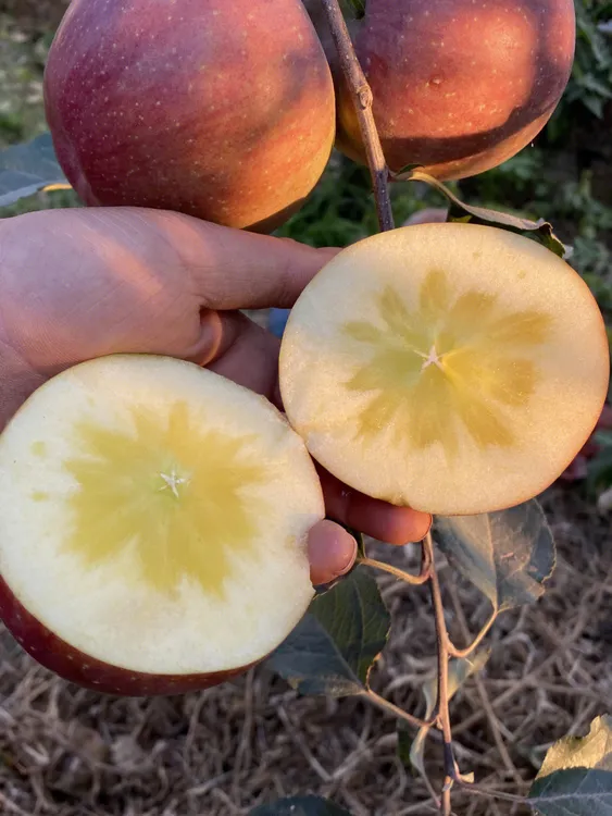 【坏果包赔 糖心丑苹果】大凉山红富士糖心丑苹果4.5-8斤产地直发