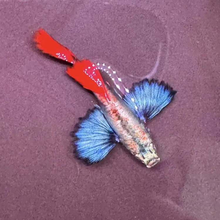 【鎏金耳语】鎏金花蝴蝶孔雀鱼