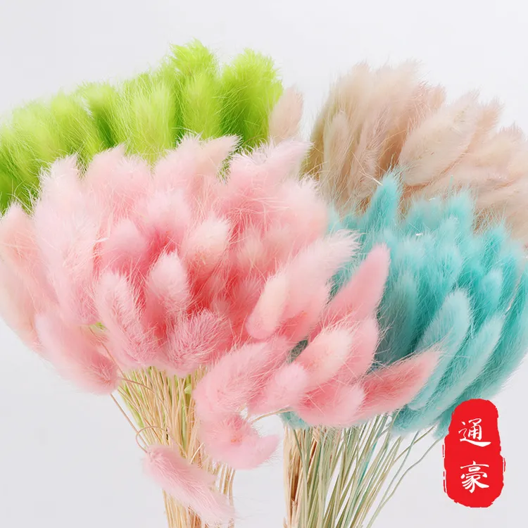彩色兔尾草干花云南狗尾巴草家居装饰插花拍照道具一束干花真花