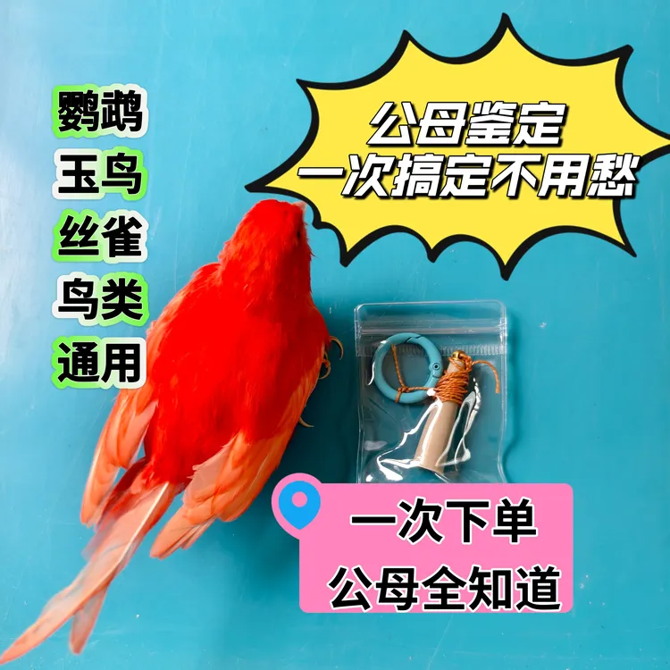 鸟类公母鉴定不用愁玉鸟丝雀鹦鹉鸽子观赏鸡公前后荡母转圈圈