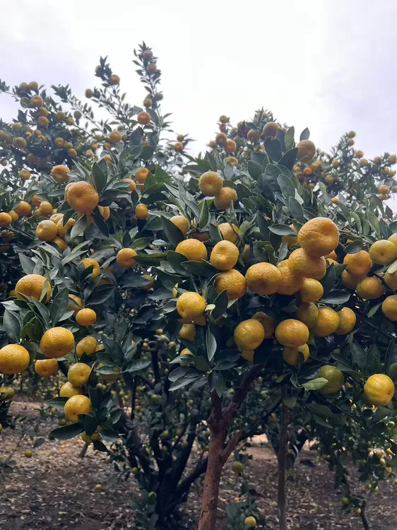 广西南丰蜜桔 蜜橘 脆嫩香甜 老少皆宜