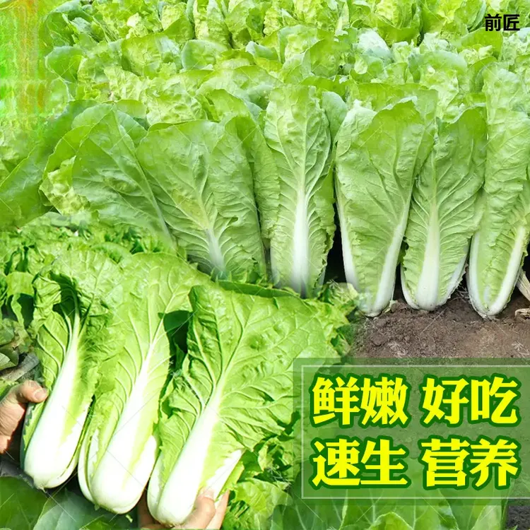 【速生快菜种球】早熟奶油快菜白菜种球阳台种春夏四季蔬菜种球A商品图
