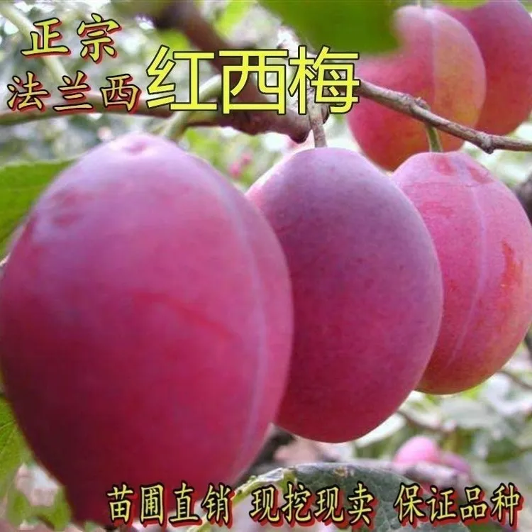新品种李子树苗嫁接法兰西红西梅果树苗脆甜盆栽地栽果南北方种植