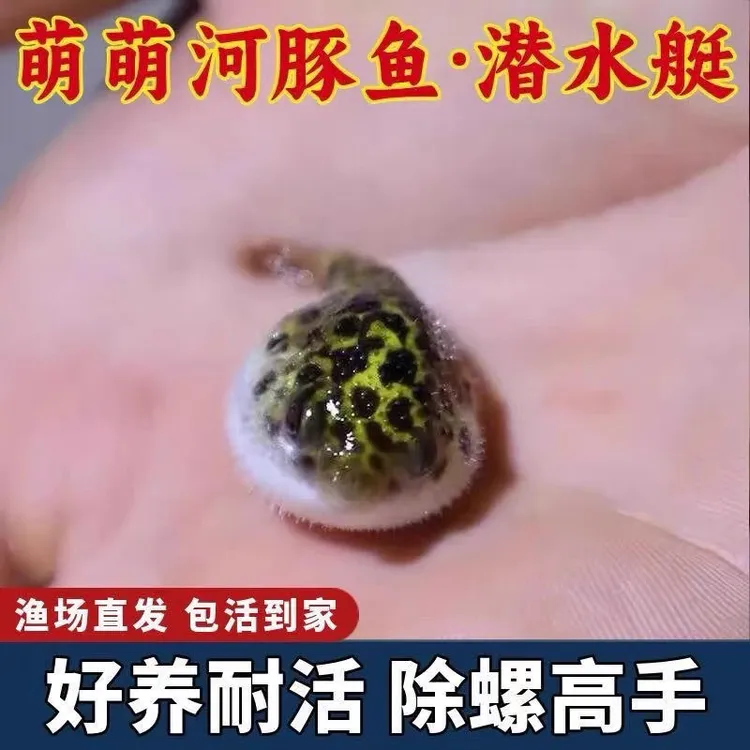 可爱会鼓肚子的淡水金娃娃河豚潜水艇鱼活体观赏鱼
