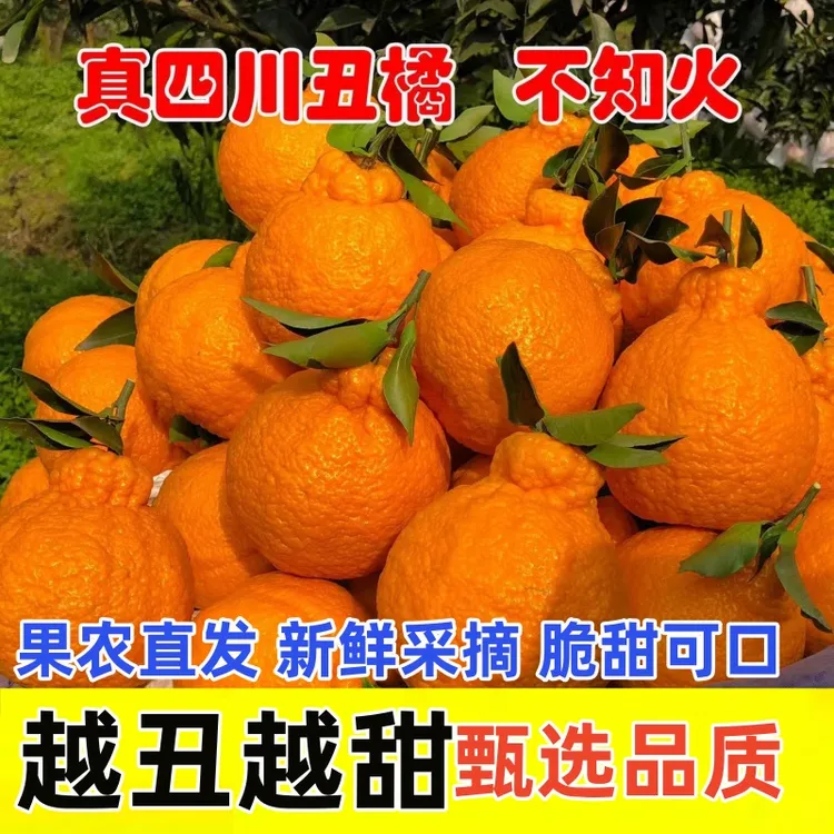 【脆甜可口】正宗四川不知火丑八怪丑柑 新鲜采摘当季水果丑桔丑橘