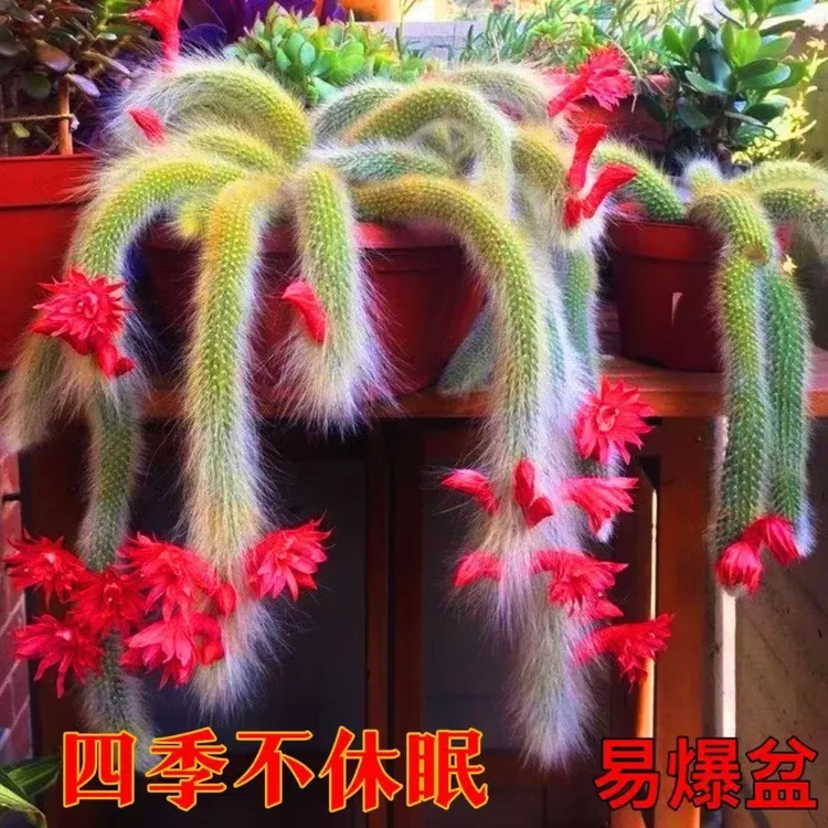 【九尾狐】多肉植物长毛九尾狐仙人球稀有多肉好养会开花好养包邮