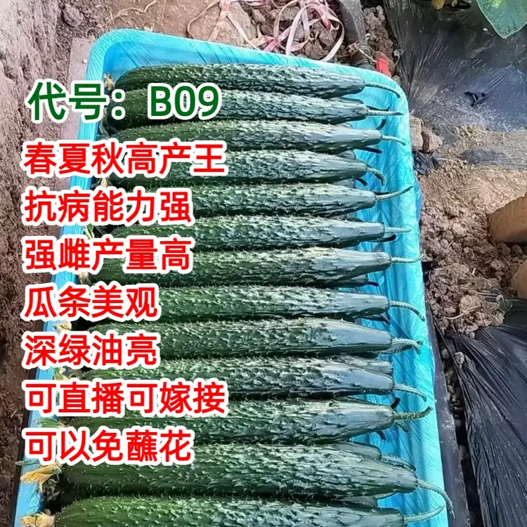 德瑞特B09黄瓜种子【春夏秋高产王】抗病短把密刺深绿油亮商品性好