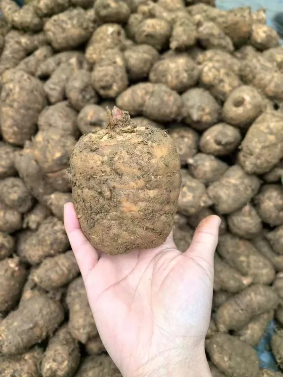 【昭通天麻】云南昭通小草坝新鲜仿野生种植天麻可炖肉煲汤