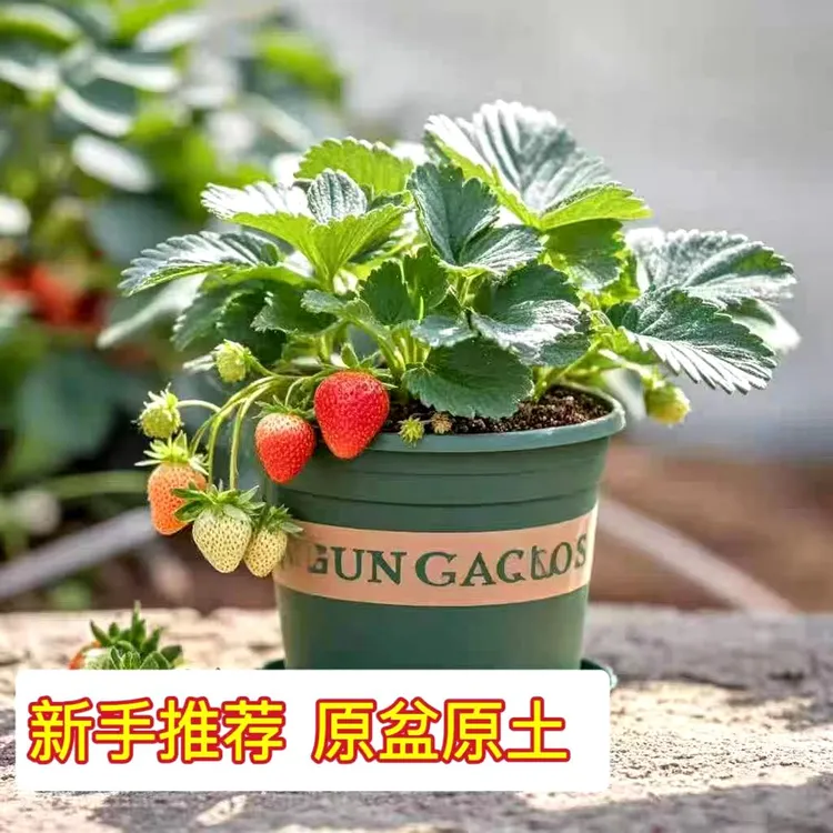 奶油宁玉草莓盆栽四季种植南北方阳台庭院原盆原土