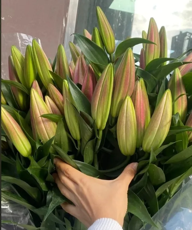 香水百合花鲜花云南昆明基地直发家用插花