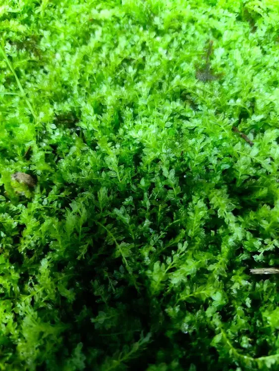 匍灯藓鲜活耐高湿青苔微景观水陆雨林缸造景人工苔藓庭院苔藓