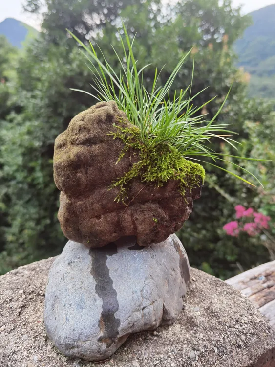 虎须菖蒲附石菖蒲绿植附石盆景适合室内水养的景观植物