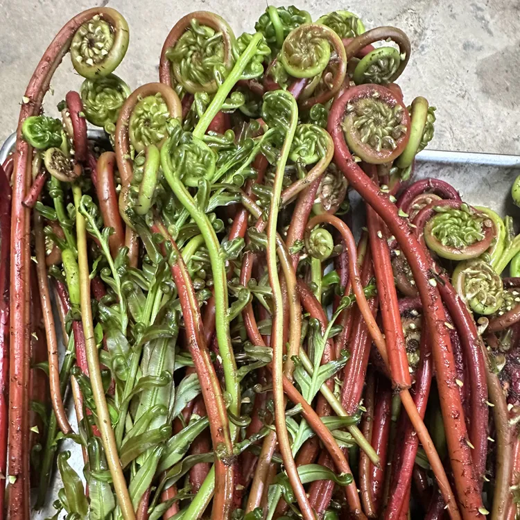 广东野菜山野菜蕨菜野生山蕨菜农家山上自采新鲜没处理纯野生正宗