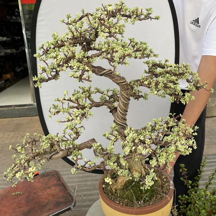 金枝玉叶造型盆景