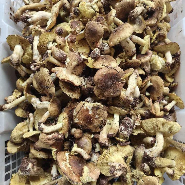 云南新鲜小黄菌野生菌