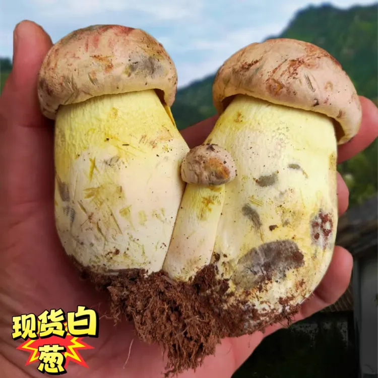 四川白葱菌见手青红葱菌子精品山珍菌菇食用菌牛肝菌野生菌新鲜菌
