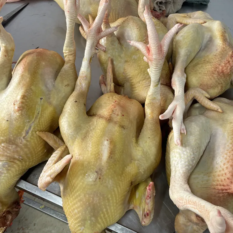 新鲜大号农家散养鸡顺丰包邮冷链到家