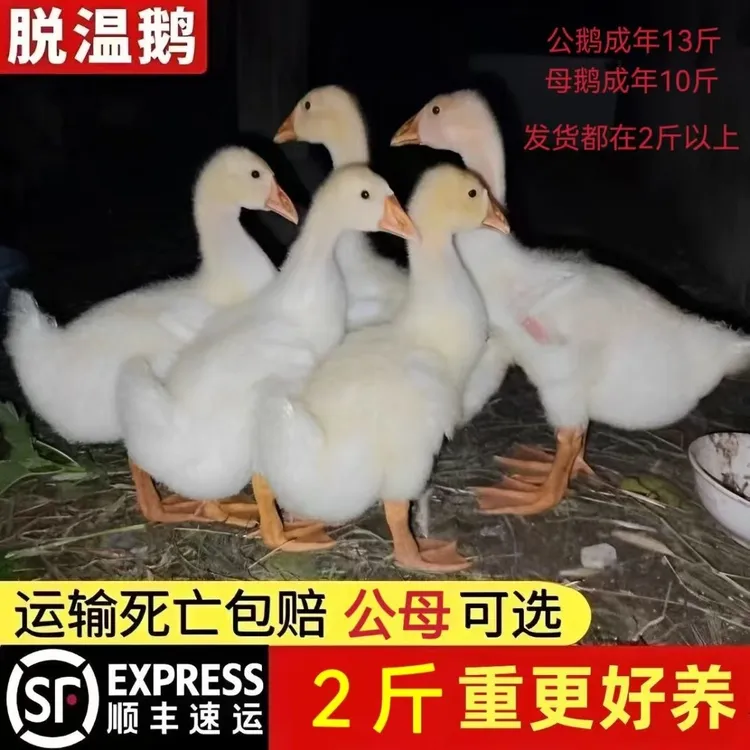 大种白鹅苗2斤脱温鹅苗四季大白鹅青年鹅 鹅种苗三花蛋鹅顺丰包邮