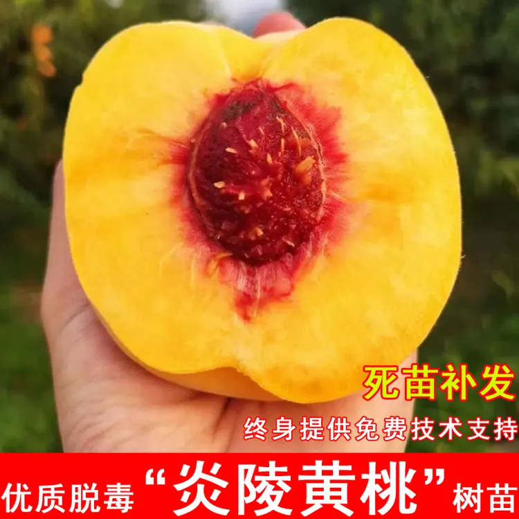 嫁接炎陵黄桃树苗7月成熟早熟脆甜黄桃果树果苗北方南方当年结果