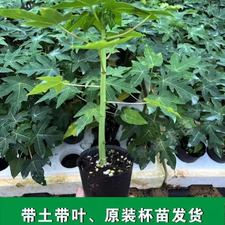 四季种植冰糖红心木瓜苗大青红肉木瓜果树果苗庭院南北方均可盆栽