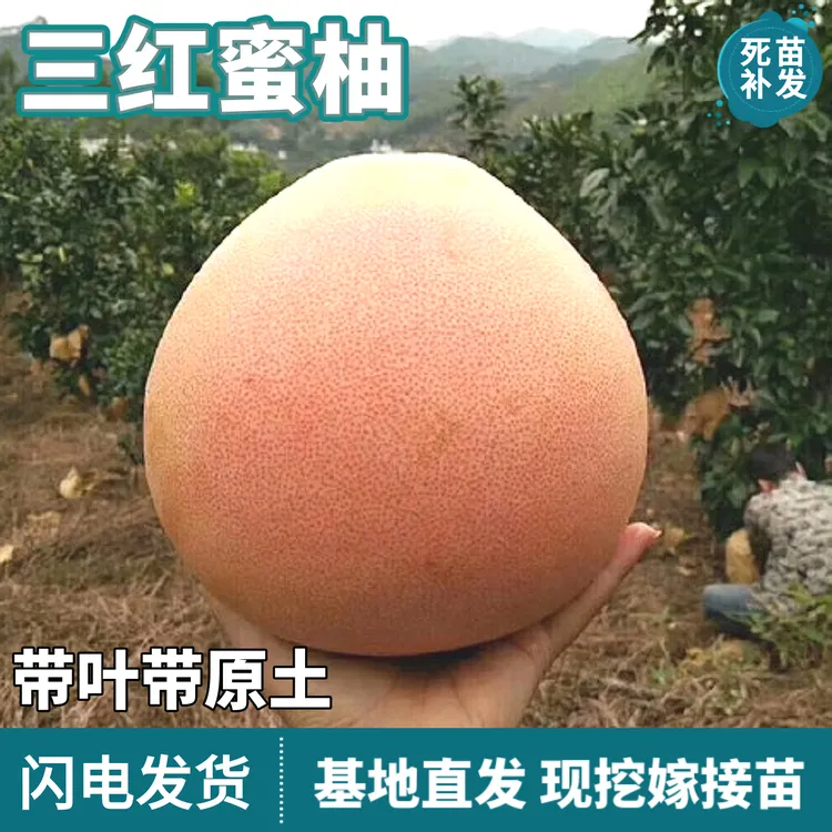 三红蜜柚树苗南北方庭院地栽盆栽嫁接特大果红心蜜柚子苗当年结果