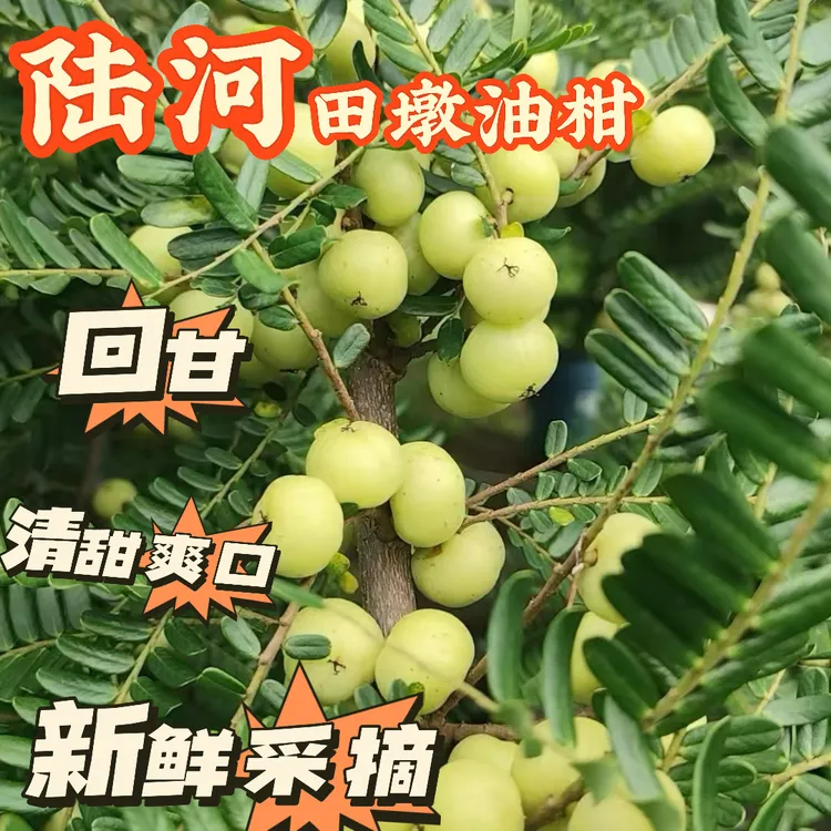 潮汕新鲜采摘饼甜油甘果余甘果可榨汁泡酒煲汤生吃的回甘孕妇水果