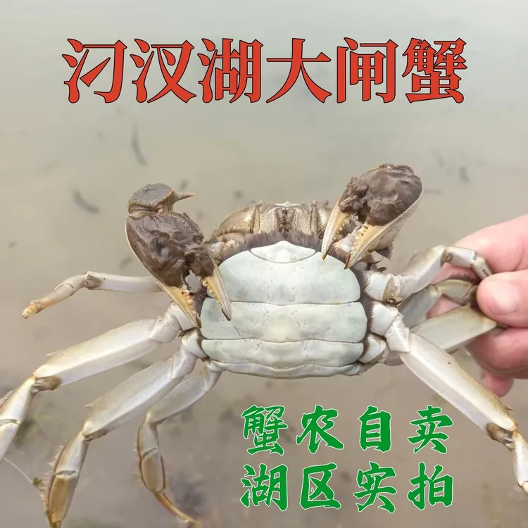 活蟹汈汊湖大闸蟹公4.5两/母3.5两10/12/14/16只精品大个现捕现发