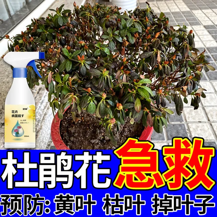 杜鹃花病害专用营养液防黑斑叶斑白粉病促发芽开花长新叶免稀释肥