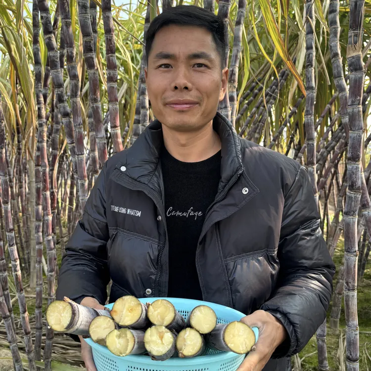 江西崇仁黑皮甘蔗新鲜现砍中段脆甜多汁应季水果农家自种精选果蔗