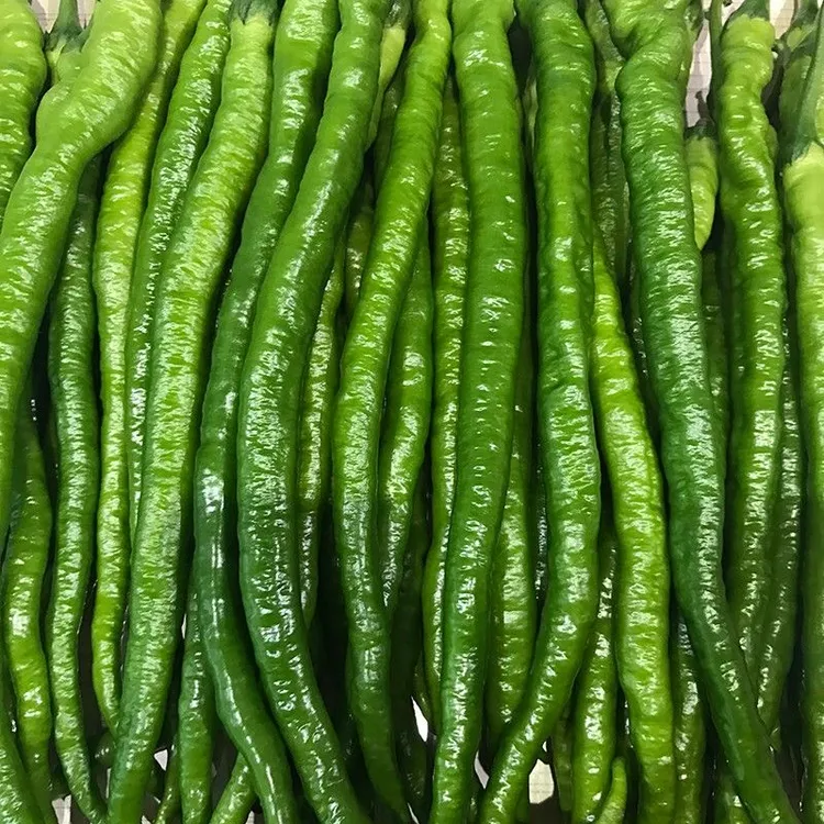 苏润509线椒种子早中熟长条椒 一代杂交高产优质良种抗病基地种孑