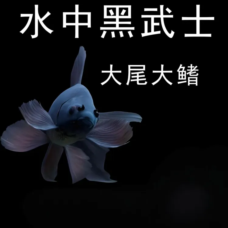 蝴蝶鲤短身墨蝶纯种观赏鱼淡水活鱼好养招财包邮包活